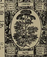 An illustration from Historia unnd Beschreibung Influentischer, Elementischer und Natürlicher Wirckungen, aller fremden unnd heimischen Erdgewechssen : auch irer Subtiliteten, sampt Warhasstiger und künstlicher Conterfeitung derselbigen, auch aller teiler, Innerlicher und eüfferlicher glider am menschlichen Cörper, nebend fürbildung aller zu der Extraction dienstlichen Instrumenten, auch deren gebrauch, und alle zu erhaltung der gesundheit notwendigen Processen gemeiné nutz zu gut / durch Leonhardt Thurneysser zum Tuhrn. (1922)