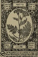 Picture 24 of 56 from Historia unnd Beschreibung Influentischer, Elementischer und Natürlicher Wirckungen, aller fremden unnd heimischen Erdgewechssen : auch irer Subtiliteten, sampt Warhasstiger und künstlicher Conterfeitung derselbigen, auch aller teiler, Innerlicher und eüfferlicher glider am menschlichen Cörper, nebend fürbildung aller zu der Extraction dienstlichen Instrumenten, auch deren gebrauch, und alle zu erhaltung der gesundheit notwendigen Processen gemeiné nutz zu gut / durch Leonhardt Thurneysser zum Tuhrn. (1922), leaf 74