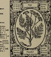 Picture 31 of 56 from Historia unnd Beschreibung Influentischer, Elementischer und Natürlicher Wirckungen, aller fremden unnd heimischen Erdgewechssen : auch irer Subtiliteten, sampt Warhasstiger und künstlicher Conterfeitung derselbigen, auch aller teiler, Innerlicher und eüfferlicher glider am menschlichen Cörper, nebend fürbildung aller zu der Extraction dienstlichen Instrumenten, auch deren gebrauch, und alle zu erhaltung der gesundheit notwendigen Processen gemeiné nutz zu gut / durch Leonhardt Thurneysser zum Tuhrn. (1922), leaf 94