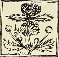 Picture 281 of 351 from Le musée des sorciers : mages et alchemistes / par Grillot de Givry. (1929), leaf 365