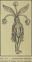 Picture 312 of 351 from Le musée des sorciers : mages et alchemistes / par Grillot de Givry. (1929), leaf 416