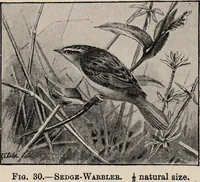 Picture 28 of 123 from British birds / by W.H. Hudson, C.M.Z.S ; with a chapter on structure and classification by Frank E. Beddard, F.R.S. With 8 coloured plates from original drawings by A. Thorburn and 8 plates and 100 figures in black and white from original drawings by G.E. Lodge and 3 illustrations from photographs from nature by R.B. Lodge. New impression. (1921), leaf 108