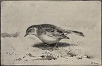 Picture 29 of 123 from British birds / by W.H. Hudson, C.M.Z.S ; with a chapter on structure and classification by Frank E. Beddard, F.R.S. With 8 coloured plates from original drawings by A. Thorburn and 8 plates and 100 figures in black and white from original drawings by G.E. Lodge and 3 illustrations from photographs from nature by R.B. Lodge. New impression. (1921), leaf 112