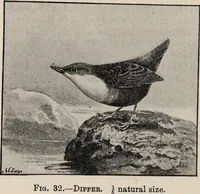 Picture 30 of 123 from British birds / by W.H. Hudson, C.M.Z.S ; with a chapter on structure and classification by Frank E. Beddard, F.R.S. With 8 coloured plates from original drawings by A. Thorburn and 8 plates and 100 figures in black and white from original drawings by G.E. Lodge and 3 illustrations from photographs from nature by R.B. Lodge. New impression. (1921), leaf 114