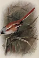 Picture 31 of 123 from British birds / by W.H. Hudson, C.M.Z.S ; with a chapter on structure and classification by Frank E. Beddard, F.R.S. With 8 coloured plates from original drawings by A. Thorburn and 8 plates and 100 figures in black and white from original drawings by G.E. Lodge and 3 illustrations from photographs from nature by R.B. Lodge. New impression. (1921), leaf 118