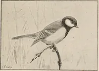 Picture 33 of 123 from British birds / by W.H. Hudson, C.M.Z.S ; with a chapter on structure and classification by Frank E. Beddard, F.R.S. With 8 coloured plates from original drawings by A. Thorburn and 8 plates and 100 figures in black and white from original drawings by G.E. Lodge and 3 illustrations from photographs from nature by R.B. Lodge. New impression. (1921), leaf 123