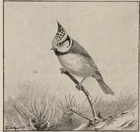 An illustration from British birds / by W.H. Hudson, C.M.Z.S ; with a chapter on structure and classification by Frank E. Beddard, F.R.S. With 8 coloured plates from original drawings by A. Thorburn and 8 plates and 100 figures in black and white from original drawings by G.E. Lodge and 3 illustrations from photographs from nature by R.B. Lodge. New impression. (1921)
