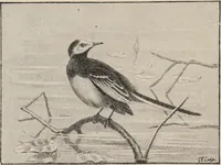 Picture 36 of 123 from British birds / by W.H. Hudson, C.M.Z.S ; with a chapter on structure and classification by Frank E. Beddard, F.R.S. With 8 coloured plates from original drawings by A. Thorburn and 8 plates and 100 figures in black and white from original drawings by G.E. Lodge and 3 illustrations from photographs from nature by R.B. Lodge. New impression. (1921), leaf 134