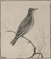 Picture 38 of 123 from British birds / by W.H. Hudson, C.M.Z.S ; with a chapter on structure and classification by Frank E. Beddard, F.R.S. With 8 coloured plates from original drawings by A. Thorburn and 8 plates and 100 figures in black and white from original drawings by G.E. Lodge and 3 illustrations from photographs from nature by R.B. Lodge. New impression. (1921), leaf 140