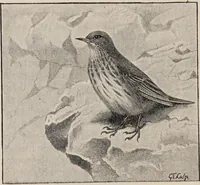 Picture 39 of 123 from British birds / by W.H. Hudson, C.M.Z.S ; with a chapter on structure and classification by Frank E. Beddard, F.R.S. With 8 coloured plates from original drawings by A. Thorburn and 8 plates and 100 figures in black and white from original drawings by G.E. Lodge and 3 illustrations from photographs from nature by R.B. Lodge. New impression. (1921), leaf 142