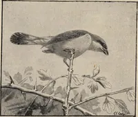 Picture 40 of 123 from British birds / by W.H. Hudson, C.M.Z.S ; with a chapter on structure and classification by Frank E. Beddard, F.R.S. With 8 coloured plates from original drawings by A. Thorburn and 8 plates and 100 figures in black and white from original drawings by G.E. Lodge and 3 illustrations from photographs from nature by R.B. Lodge. New impression. (1921), leaf 144