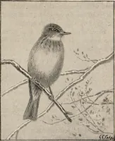 Picture 41 of 123 from British birds / by W.H. Hudson, C.M.Z.S ; with a chapter on structure and classification by Frank E. Beddard, F.R.S. With 8 coloured plates from original drawings by A. Thorburn and 8 plates and 100 figures in black and white from original drawings by G.E. Lodge and 3 illustrations from photographs from nature by R.B. Lodge. New impression. (1921), leaf 147