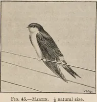 Picture 43 of 123 from British birds / by W.H. Hudson, C.M.Z.S ; with a chapter on structure and classification by Frank E. Beddard, F.R.S. With 8 coloured plates from original drawings by A. Thorburn and 8 plates and 100 figures in black and white from original drawings by G.E. Lodge and 3 illustrations from photographs from nature by R.B. Lodge. New impression. (1921), leaf 151