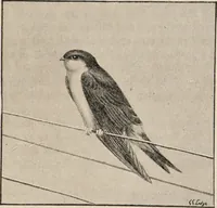 Picture 44 of 123 from British birds / by W.H. Hudson, C.M.Z.S ; with a chapter on structure and classification by Frank E. Beddard, F.R.S. With 8 coloured plates from original drawings by A. Thorburn and 8 plates and 100 figures in black and white from original drawings by G.E. Lodge and 3 illustrations from photographs from nature by R.B. Lodge. New impression. (1921), leaf 151