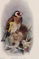 Picture 46 of 123 from British birds / by W.H. Hudson, C.M.Z.S ; with a chapter on structure and classification by Frank E. Beddard, F.R.S. With 8 coloured plates from original drawings by A. Thorburn and 8 plates and 100 figures in black and white from original drawings by G.E. Lodge and 3 illustrations from photographs from nature by R.B. Lodge. New impression. (1921), leaf 157