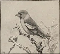 An illustration from British birds / by W.H. Hudson, C.M.Z.S ; with a chapter on structure and classification by Frank E. Beddard, F.R.S. With 8 coloured plates from original drawings by A. Thorburn and 8 plates and 100 figures in black and white from original drawings by G.E. Lodge and 3 illustrations from photographs from nature by R.B. Lodge. New impression. (1921)
