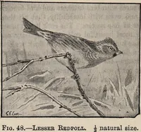 Picture 48 of 123 from British birds / by W.H. Hudson, C.M.Z.S ; with a chapter on structure and classification by Frank E. Beddard, F.R.S. With 8 coloured plates from original drawings by A. Thorburn and 8 plates and 100 figures in black and white from original drawings by G.E. Lodge and 3 illustrations from photographs from nature by R.B. Lodge. New impression. (1921), leaf 172