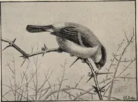 Picture 49 of 123 from British birds / by W.H. Hudson, C.M.Z.S ; with a chapter on structure and classification by Frank E. Beddard, F.R.S. With 8 coloured plates from original drawings by A. Thorburn and 8 plates and 100 figures in black and white from original drawings by G.E. Lodge and 3 illustrations from photographs from nature by R.B. Lodge. New impression. (1921), leaf 174