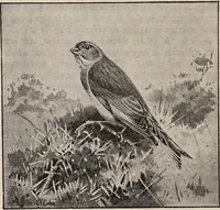 Picture 51 of 123 from British birds / by W.H. Hudson, C.M.Z.S ; with a chapter on structure and classification by Frank E. Beddard, F.R.S. With 8 coloured plates from original drawings by A. Thorburn and 8 plates and 100 figures in black and white from original drawings by G.E. Lodge and 3 illustrations from photographs from nature by R.B. Lodge. New impression. (1921), leaf 180