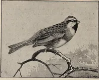 Picture 52 of 123 from British birds / by W.H. Hudson, C.M.Z.S ; with a chapter on structure and classification by Frank E. Beddard, F.R.S. With 8 coloured plates from original drawings by A. Thorburn and 8 plates and 100 figures in black and white from original drawings by G.E. Lodge and 3 illustrations from photographs from nature by R.B. Lodge. New impression. (1921), leaf 182