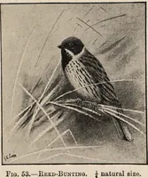 Picture 53 of 123 from British birds / by W.H. Hudson, C.M.Z.S ; with a chapter on structure and classification by Frank E. Beddard, F.R.S. With 8 coloured plates from original drawings by A. Thorburn and 8 plates and 100 figures in black and white from original drawings by G.E. Lodge and 3 illustrations from photographs from nature by R.B. Lodge. New impression. (1921), leaf 183