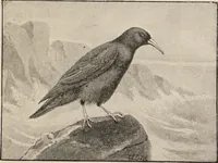 An illustration from British birds / by W.H. Hudson, C.M.Z.S ; with a chapter on structure and classification by Frank E. Beddard, F.R.S. With 8 coloured plates from original drawings by A. Thorburn and 8 plates and 100 figures in black and white from original drawings by G.E. Lodge and 3 illustrations from photographs from nature by R.B. Lodge. New impression. (1921)