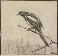 An illustration from British birds / by W.H. Hudson, C.M.Z.S ; with a chapter on structure and classification by Frank E. Beddard, F.R.S. With 8 coloured plates from original drawings by A. Thorburn and 8 plates and 100 figures in black and white from original drawings by G.E. Lodge and 3 illustrations from photographs from nature by R.B. Lodge. New impression. (1921)