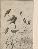 An illustration from British birds / by W.H. Hudson, C.M.Z.S ; with a chapter on structure and classification by Frank E. Beddard, F.R.S. With 8 coloured plates from original drawings by A. Thorburn and 8 plates and 100 figures in black and white from original drawings by G.E. Lodge and 3 illustrations from photographs from nature by R.B. Lodge. New impression. (1921)