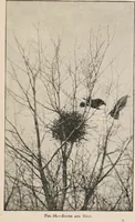 An illustration from British birds / by W.H. Hudson, C.M.Z.S ; with a chapter on structure and classification by Frank E. Beddard, F.R.S. With 8 coloured plates from original drawings by A. Thorburn and 8 plates and 100 figures in black and white from original drawings by G.E. Lodge and 3 illustrations from photographs from nature by R.B. Lodge. New impression. (1921)