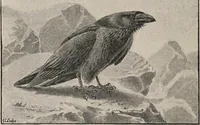 Picture 58 of 123 from British birds / by W.H. Hudson, C.M.Z.S ; with a chapter on structure and classification by Frank E. Beddard, F.R.S. With 8 coloured plates from original drawings by A. Thorburn and 8 plates and 100 figures in black and white from original drawings by G.E. Lodge and 3 illustrations from photographs from nature by R.B. Lodge. New impression. (1921), leaf 206