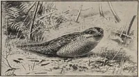 An illustration from British birds / by W.H. Hudson, C.M.Z.S ; with a chapter on structure and classification by Frank E. Beddard, F.R.S. With 8 coloured plates from original drawings by A. Thorburn and 8 plates and 100 figures in black and white from original drawings by G.E. Lodge and 3 illustrations from photographs from nature by R.B. Lodge. New impression. (1921)