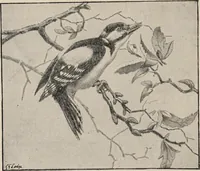An illustration from British birds / by W.H. Hudson, C.M.Z.S ; with a chapter on structure and classification by Frank E. Beddard, F.R.S. With 8 coloured plates from original drawings by A. Thorburn and 8 plates and 100 figures in black and white from original drawings by G.E. Lodge and 3 illustrations from photographs from nature by R.B. Lodge. New impression. (1921)