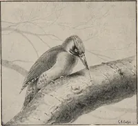 Picture 62 of 123 from British birds / by W.H. Hudson, C.M.Z.S ; with a chapter on structure and classification by Frank E. Beddard, F.R.S. With 8 coloured plates from original drawings by A. Thorburn and 8 plates and 100 figures in black and white from original drawings by G.E. Lodge and 3 illustrations from photographs from nature by R.B. Lodge. New impression. (1921), leaf 218
