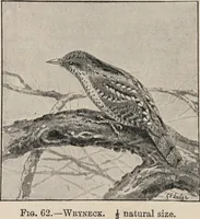 Picture 63 of 123 from British birds / by W.H. Hudson, C.M.Z.S ; with a chapter on structure and classification by Frank E. Beddard, F.R.S. With 8 coloured plates from original drawings by A. Thorburn and 8 plates and 100 figures in black and white from original drawings by G.E. Lodge and 3 illustrations from photographs from nature by R.B. Lodge. New impression. (1921), leaf 220