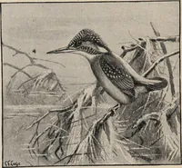An illustration from British birds / by W.H. Hudson, C.M.Z.S ; with a chapter on structure and classification by Frank E. Beddard, F.R.S. With 8 coloured plates from original drawings by A. Thorburn and 8 plates and 100 figures in black and white from original drawings by G.E. Lodge and 3 illustrations from photographs from nature by R.B. Lodge. New impression. (1921)
