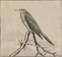 Picture 66 of 123 from British birds / by W.H. Hudson, C.M.Z.S ; with a chapter on structure and classification by Frank E. Beddard, F.R.S. With 8 coloured plates from original drawings by A. Thorburn and 8 plates and 100 figures in black and white from original drawings by G.E. Lodge and 3 illustrations from photographs from nature by R.B. Lodge. New impression. (1921), leaf 225