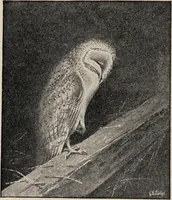 Picture 67 of 123 from British birds / by W.H. Hudson, C.M.Z.S ; with a chapter on structure and classification by Frank E. Beddard, F.R.S. With 8 coloured plates from original drawings by A. Thorburn and 8 plates and 100 figures in black and white from original drawings by G.E. Lodge and 3 illustrations from photographs from nature by R.B. Lodge. New impression. (1921), leaf 228