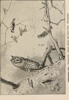 An illustration from British birds / by W.H. Hudson, C.M.Z.S ; with a chapter on structure and classification by Frank E. Beddard, F.R.S. With 8 coloured plates from original drawings by A. Thorburn and 8 plates and 100 figures in black and white from original drawings by G.E. Lodge and 3 illustrations from photographs from nature by R.B. Lodge. New impression. (1921)
