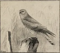 An illustration from British birds / by W.H. Hudson, C.M.Z.S ; with a chapter on structure and classification by Frank E. Beddard, F.R.S. With 8 coloured plates from original drawings by A. Thorburn and 8 plates and 100 figures in black and white from original drawings by G.E. Lodge and 3 illustrations from photographs from nature by R.B. Lodge. New impression. (1921)
