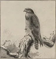 An illustration from British birds / by W.H. Hudson, C.M.Z.S ; with a chapter on structure and classification by Frank E. Beddard, F.R.S. With 8 coloured plates from original drawings by A. Thorburn and 8 plates and 100 figures in black and white from original drawings by G.E. Lodge and 3 illustrations from photographs from nature by R.B. Lodge. New impression. (1921)