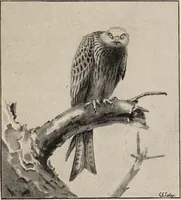 Picture 71 of 123 from British birds / by W.H. Hudson, C.M.Z.S ; with a chapter on structure and classification by Frank E. Beddard, F.R.S. With 8 coloured plates from original drawings by A. Thorburn and 8 plates and 100 figures in black and white from original drawings by G.E. Lodge and 3 illustrations from photographs from nature by R.B. Lodge. New impression. (1921), leaf 243