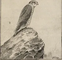 Picture 73 of 123 from British birds / by W.H. Hudson, C.M.Z.S ; with a chapter on structure and classification by Frank E. Beddard, F.R.S. With 8 coloured plates from original drawings by A. Thorburn and 8 plates and 100 figures in black and white from original drawings by G.E. Lodge and 3 illustrations from photographs from nature by R.B. Lodge. New impression. (1921), leaf 247