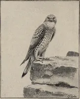 Picture 74 of 123 from British birds / by W.H. Hudson, C.M.Z.S ; with a chapter on structure and classification by Frank E. Beddard, F.R.S. With 8 coloured plates from original drawings by A. Thorburn and 8 plates and 100 figures in black and white from original drawings by G.E. Lodge and 3 illustrations from photographs from nature by R.B. Lodge. New impression. (1921), leaf 248