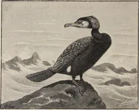 Picture 75 of 123 from British birds / by W.H. Hudson, C.M.Z.S ; with a chapter on structure and classification by Frank E. Beddard, F.R.S. With 8 coloured plates from original drawings by A. Thorburn and 8 plates and 100 figures in black and white from original drawings by G.E. Lodge and 3 illustrations from photographs from nature by R.B. Lodge. New impression. (1921), leaf 254