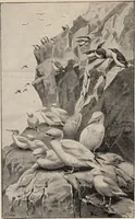 Picture 76 of 123 from British birds / by W.H. Hudson, C.M.Z.S ; with a chapter on structure and classification by Frank E. Beddard, F.R.S. With 8 coloured plates from original drawings by A. Thorburn and 8 plates and 100 figures in black and white from original drawings by G.E. Lodge and 3 illustrations from photographs from nature by R.B. Lodge. New impression. (1921), leaf 258