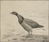 Picture 78 of 123 from British birds / by W.H. Hudson, C.M.Z.S ; with a chapter on structure and classification by Frank E. Beddard, F.R.S. With 8 coloured plates from original drawings by A. Thorburn and 8 plates and 100 figures in black and white from original drawings by G.E. Lodge and 3 illustrations from photographs from nature by R.B. Lodge. New impression. (1921), leaf 271