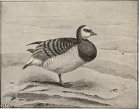An illustration from British birds / by W.H. Hudson, C.M.Z.S ; with a chapter on structure and classification by Frank E. Beddard, F.R.S. With 8 coloured plates from original drawings by A. Thorburn and 8 plates and 100 figures in black and white from original drawings by G.E. Lodge and 3 illustrations from photographs from nature by R.B. Lodge. New impression. (1921)