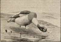 An illustration from British birds / by W.H. Hudson, C.M.Z.S ; with a chapter on structure and classification by Frank E. Beddard, F.R.S. With 8 coloured plates from original drawings by A. Thorburn and 8 plates and 100 figures in black and white from original drawings by G.E. Lodge and 3 illustrations from photographs from nature by R.B. Lodge. New impression. (1921)
