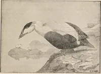 An illustration from British birds / by W.H. Hudson, C.M.Z.S ; with a chapter on structure and classification by Frank E. Beddard, F.R.S. With 8 coloured plates from original drawings by A. Thorburn and 8 plates and 100 figures in black and white from original drawings by G.E. Lodge and 3 illustrations from photographs from nature by R.B. Lodge. New impression. (1921)