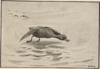An illustration from British birds / by W.H. Hudson, C.M.Z.S ; with a chapter on structure and classification by Frank E. Beddard, F.R.S. With 8 coloured plates from original drawings by A. Thorburn and 8 plates and 100 figures in black and white from original drawings by G.E. Lodge and 3 illustrations from photographs from nature by R.B. Lodge. New impression. (1921)
